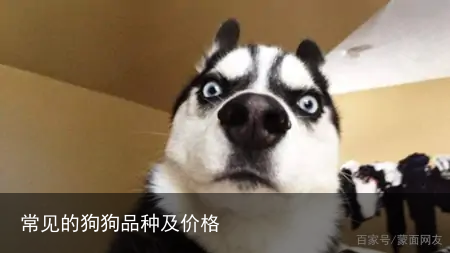 常见的狗狗品种及价格