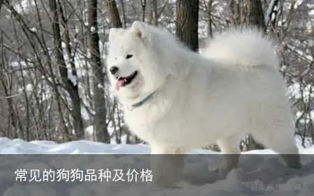 常见的狗狗品种及价格