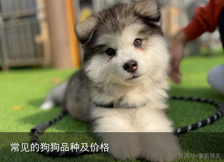常见的狗狗品种及价格