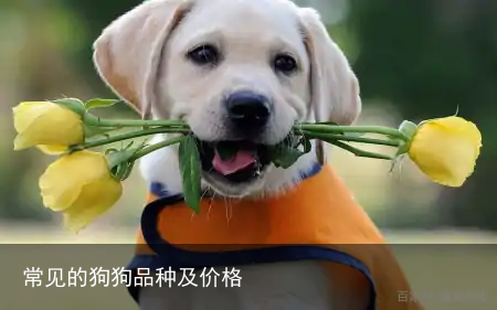 常见的狗狗品种及价格
