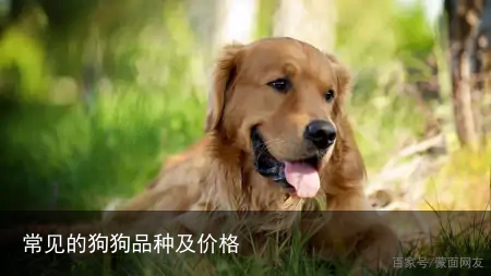 常见的狗狗品种及价格
