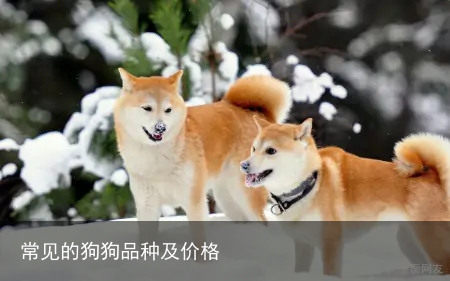 常见的狗狗品种及价格