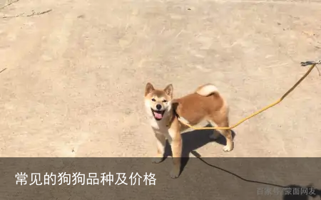 常见的狗狗品种及价格
