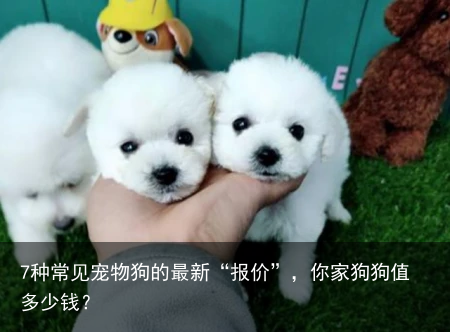 7种常见宠物狗的最新“报价”，你家狗狗值多少钱？