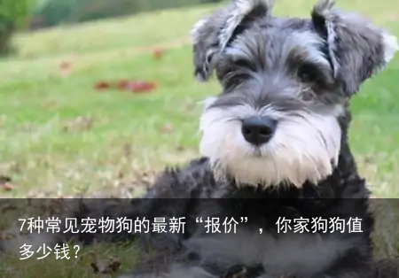 7种常见宠物狗的最新“报价”，你家狗狗值多少钱？