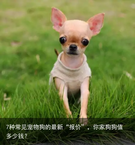 7种常见宠物狗的最新“报价”，你家狗狗值多少钱？