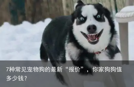 7种常见宠物狗的最新“报价”，你家狗狗值多少钱？
