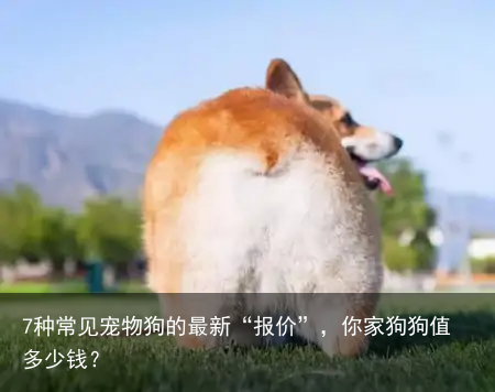 7种常见宠物狗的最新“报价”，你家狗狗值多少钱？