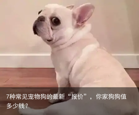 7种常见宠物狗的最新“报价”，你家狗狗值多少钱？