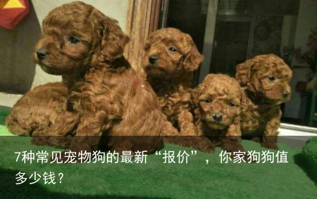 7种常见宠物狗的最新“报价”，你家狗狗值多少钱？