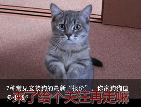 7种常见宠物狗的最新“报价”，你家狗狗值多少钱？