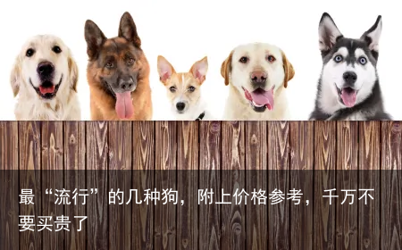 最“流行”的几种狗，附上价格参考，千万不要买贵了