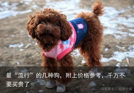 最“流行”的几种狗，附上价格参考，千万不要买贵了