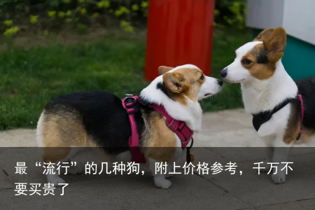 最“流行”的几种狗，附上价格参考，千万不要买贵了