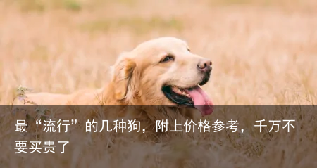 最“流行”的几种狗，附上价格参考，千万不要买贵了