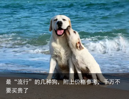 最“流行”的几种狗，附上价格参考，千万不要买贵了