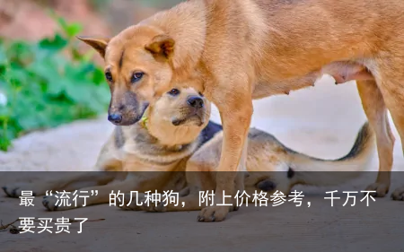 最“流行”的几种狗，附上价格参考，千万不要买贵了
