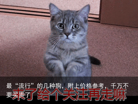 最“流行”的几种狗，附上价格参考，千万不要买贵了