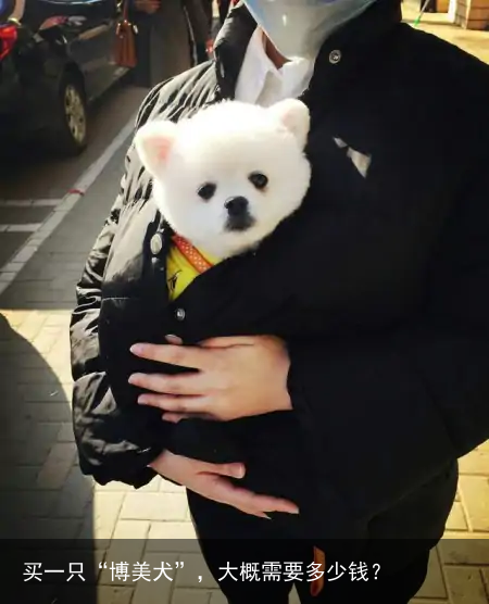买一只“博美犬”，大概需要多少钱？