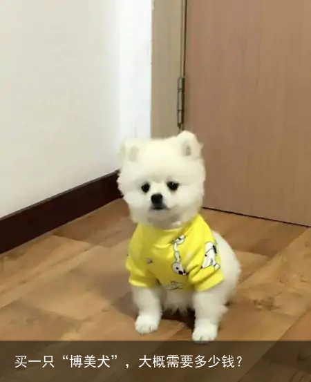 买一只“博美犬”，大概需要多少钱？