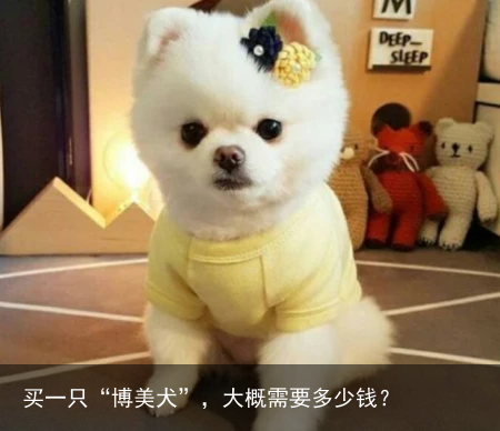 买一只“博美犬”，大概需要多少钱？