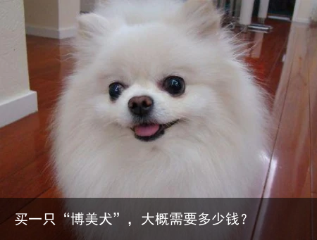 买一只“博美犬”，大概需要多少钱？