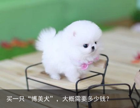买一只“博美犬”，大概需要多少钱？