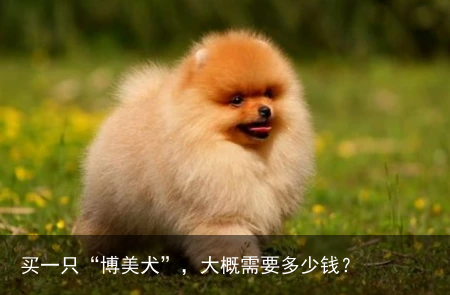 买一只“博美犬”，大概需要多少钱？