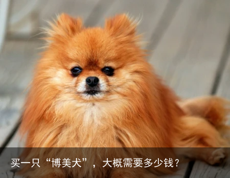 买一只“博美犬”，大概需要多少钱？