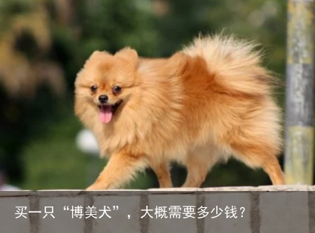 买一只“博美犬”，大概需要多少钱？