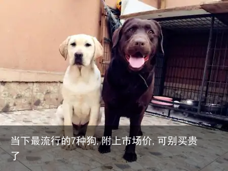 当下最流行的7种狗,附上市场价,可别买贵了