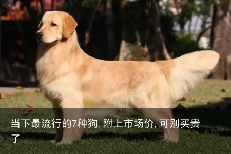 当下最流行的7种狗,附上市场价,可别买贵了