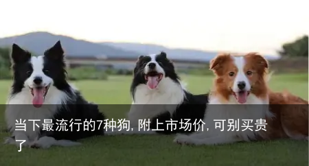 当下最流行的7种狗,附上市场价,可别买贵了