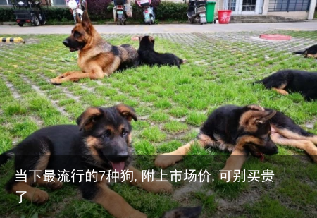 当下最流行的7种狗,附上市场价,可别买贵了