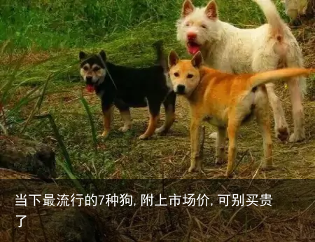 当下最流行的7种狗,附上市场价,可别买贵了