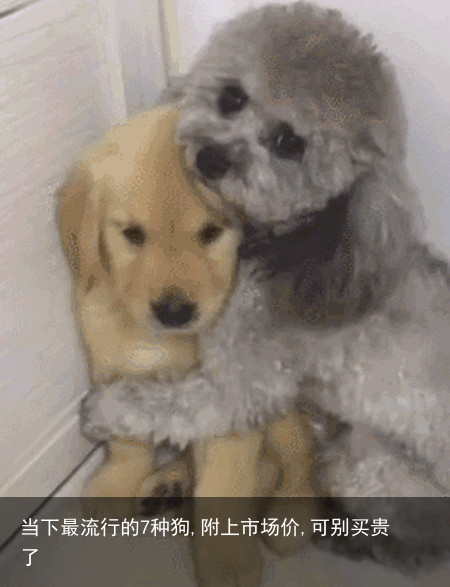 当下最流行的7种狗,附上市场价,可别买贵了