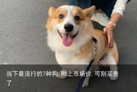 当下最流行的7种狗,附上市场价,可别买贵了