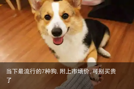 当下最流行的7种狗,附上市场价,可别买贵了