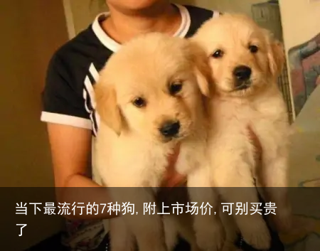 当下最流行的7种狗,附上市场价,可别买贵了