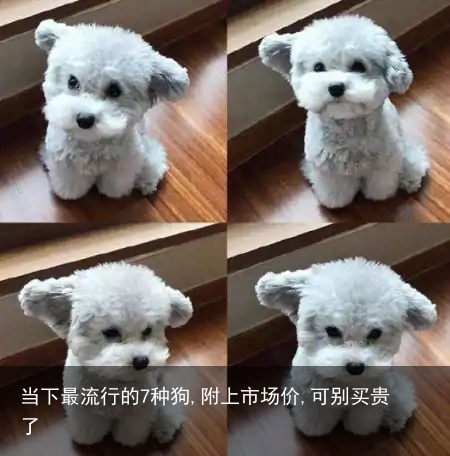当下最流行的7种狗,附上市场价,可别买贵了
