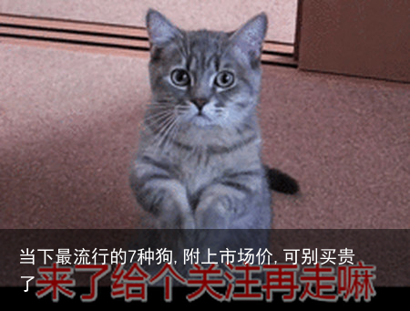 当下最流行的7种狗,附上市场价,可别买贵了