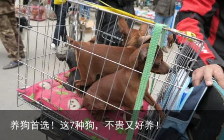养狗首选！这7种狗，不贵又好养！