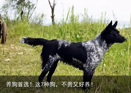 养狗首选！这7种狗，不贵又好养！