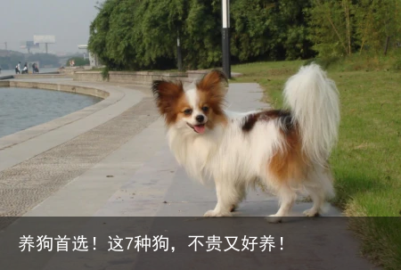 养狗首选！这7种狗，不贵又好养！