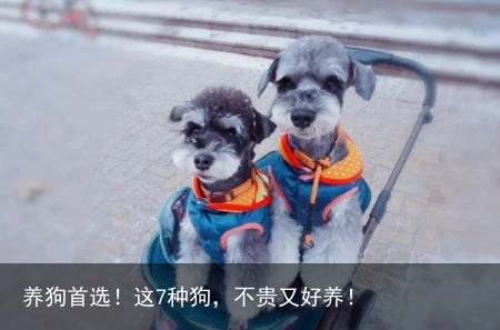 养狗首选！这7种狗，不贵又好养！