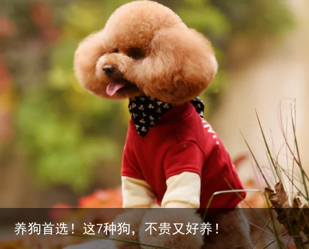 养狗首选！这7种狗，不贵又好养！
