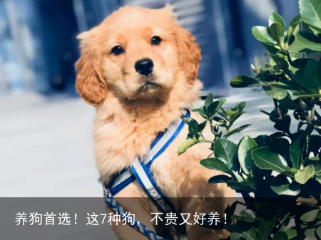养狗首选！这7种狗，不贵又好养！