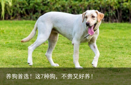 养狗首选！这7种狗，不贵又好养！