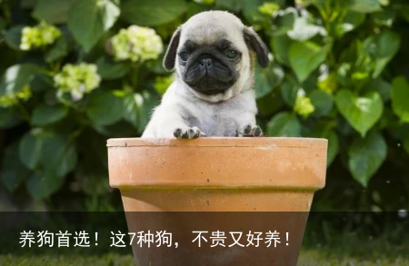 养狗首选！这7种狗，不贵又好养！