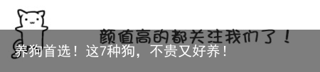 养狗首选！这7种狗，不贵又好养！